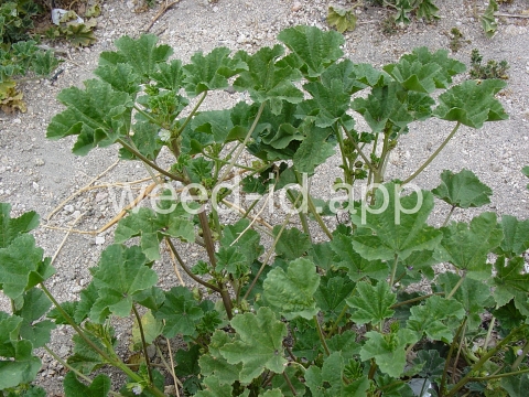 mallow, little